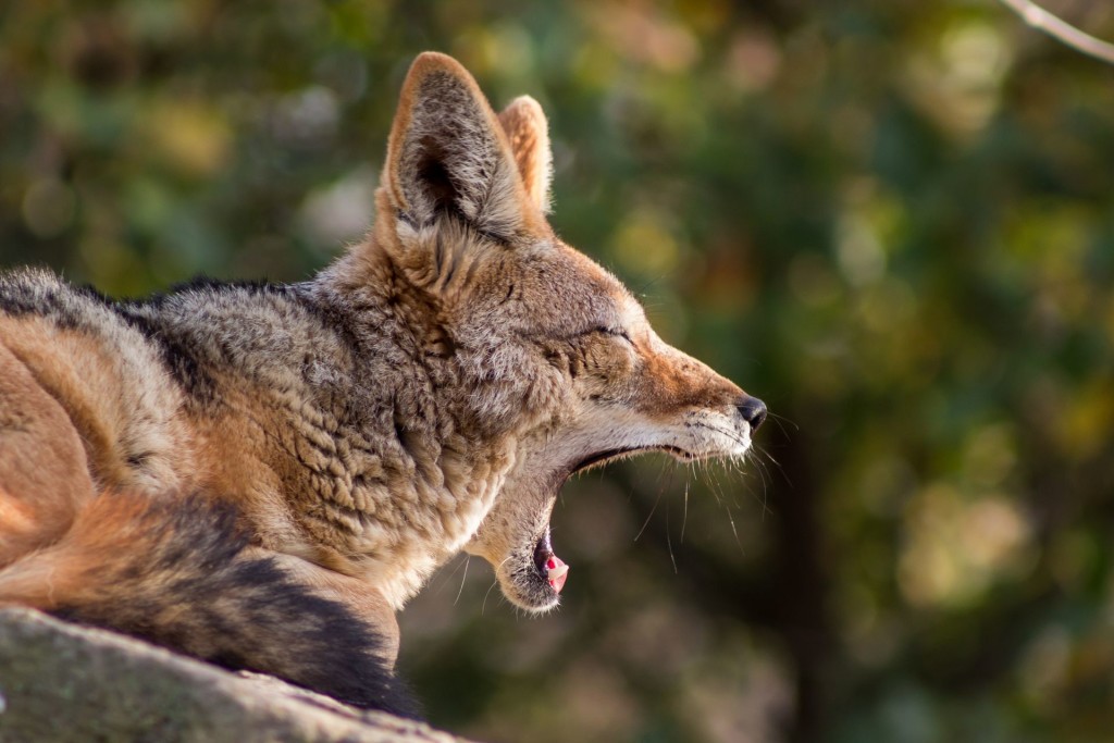 Zvířata ZOO Plzeň 0001